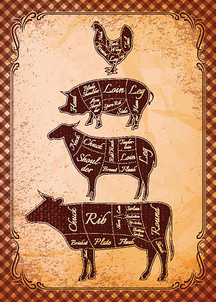 ilustraciones, imágenes clip art, dibujos animados e iconos de stock de diagrama corte de cadáveres de vacas, cerdo, pollo, costillas de cordero - lamb isolated meat animal bone