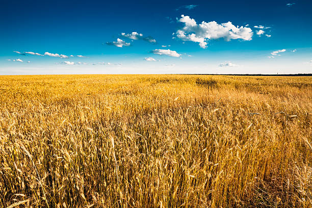 istock Yellow Wheat Ears Field On Blue Sunny Sky Background 477811616