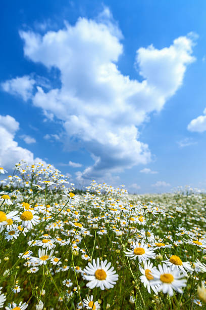Horizontal composition photography defocused view of Marguerite and Daisy small flowers selective and soft focus close-up, macro photo textured backgrounds with large copy space ready for design.