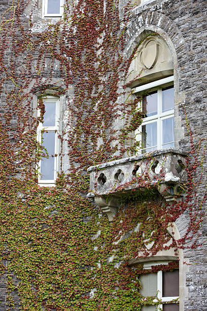istock Ivy covered house exterior 477811885
