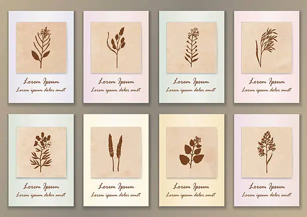 Vector illustration of Set Vintage Posters with hand drawn ink herbs