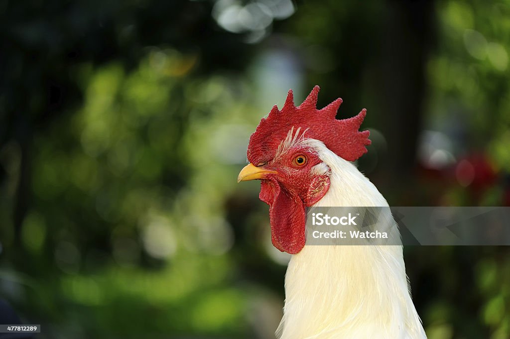 Coq Coq (blanc) dans le profil - Photo de Agriculture libre de droits