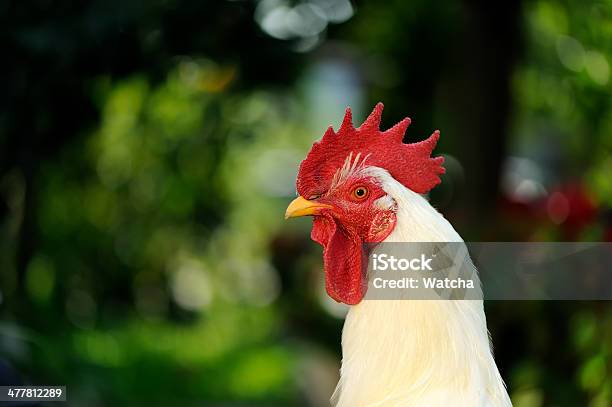 Photo libre de droit de Coq Coq Dans Le Profil banque d'images et plus d'images libres de droit de Agriculture - Agriculture, Animal mâle, Animaux domestiques