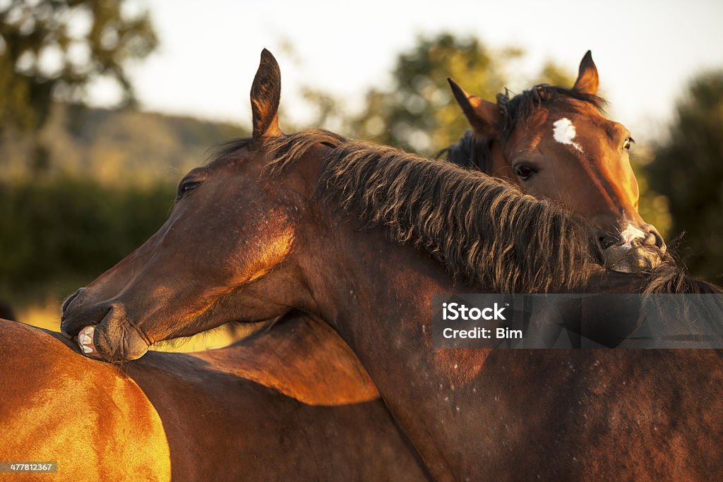 Coppia di cavalli marroni graffiare ogni altro - Foto stock royalty-free di Cavallo - Equino