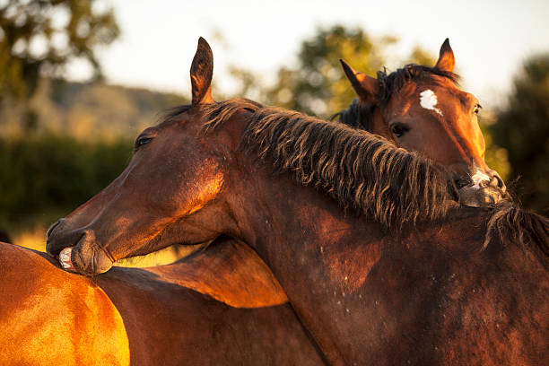 istock Pair of Brown Horses Scratching Each Other 477812367