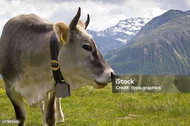 Photo libre de droit de Vache Sur Les Alpes banque d'images et plus d'images libres de droit de Agriculture - Agriculture, Alpes européennes, Animaux domestiques