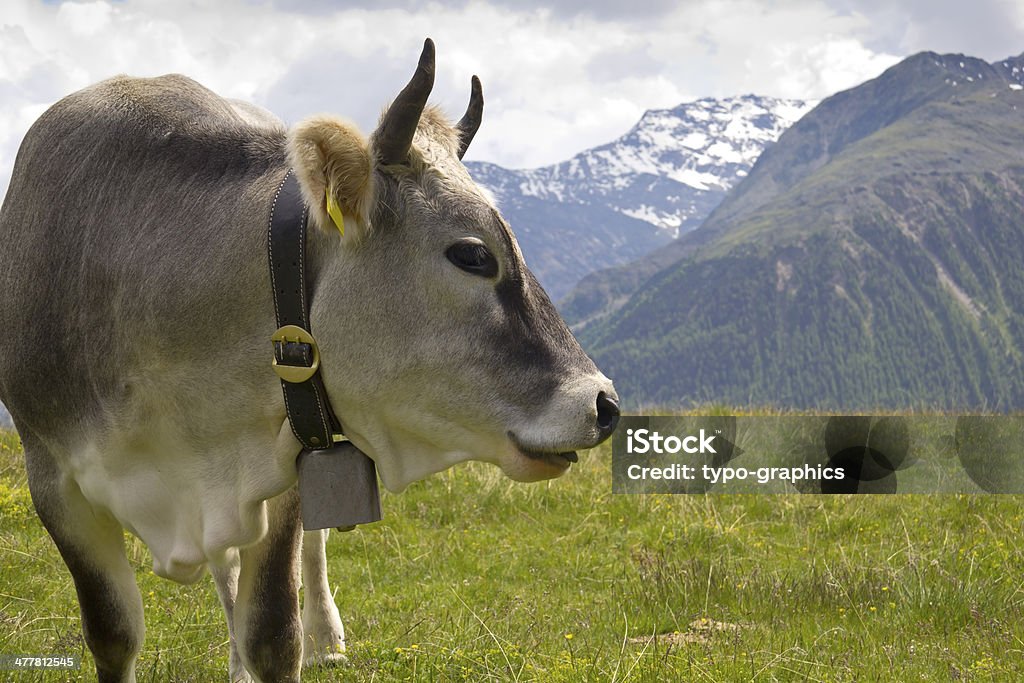 Vacca sulle Alpi - Foto stock royalty-free di Agricoltura