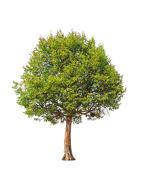 istock Irvingia malayana also known as Wild Almond 477813165