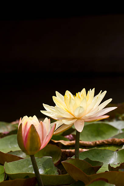 istock Yellow and pink lotus 477813965