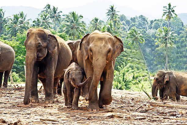 elefant family in open area elefant family stays together in the wilderness national express stock pictures, royalty-free photos & images