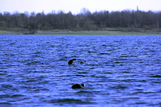 enten - mehrere tiere photos et images de collection