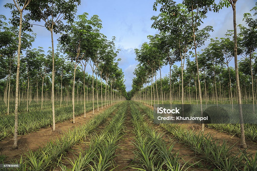 Pineapple and rubber tree plantation. Pineapple can be planted under rubber trees while the rubber trees are still small. Rubber Tree Stock Photo