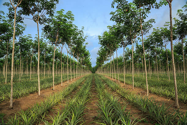 Pineapple and rubber tree plantation. stock photo
