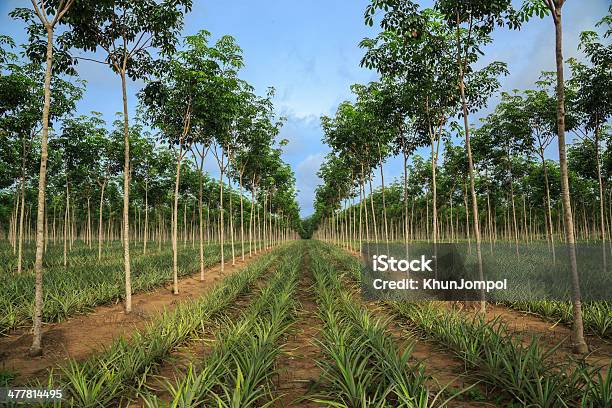 Pineapple And Rubber Tree Plantation Stock Photo - Download Image Now - Rubber Tree, Farm, Rubber - Material