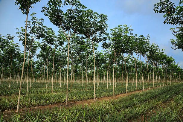 Pineapple and rubber tree plantation. Phuket, Thailand stock photo