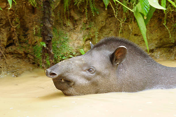 istock South-American Tapir 477815132