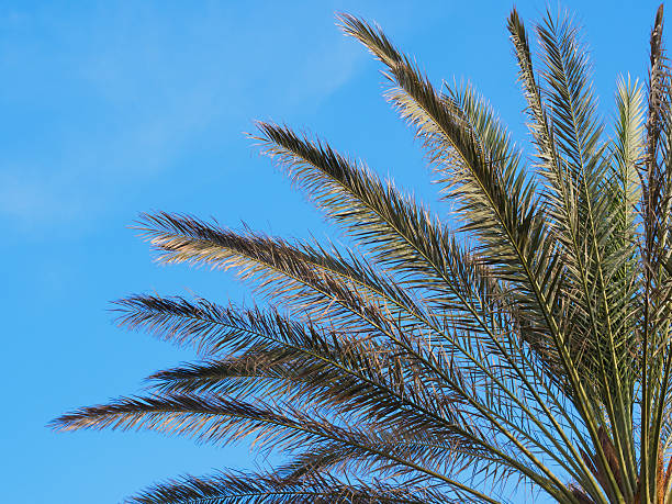 istock Palm leaves against a blue sky. 477815528