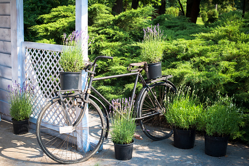 Retro bicycle decorated with lavender in flower pots parked by garden house