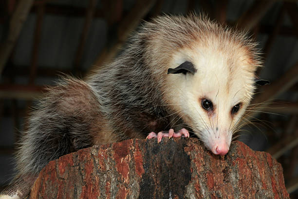 マチュアオポッサムふさぎこむ内側から、バーン - common opossum ストックフォトと画像