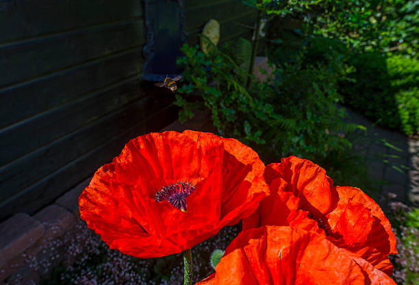 Poppy flower in a sunny garden in spring