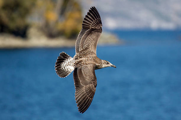 Shearwater Sea Bird Shearwater Sea Bird flying arctic loon stock pictures, royalty-free photos & images