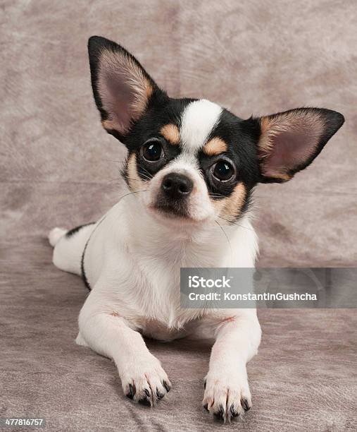 Kleine Chihuahua Auf Textilhintergrund Stockfoto und mehr Bilder von Chihuahua - Rassehund - Chihuahua - Rassehund, Domestizierte Tiere, Einzelnes Tier
