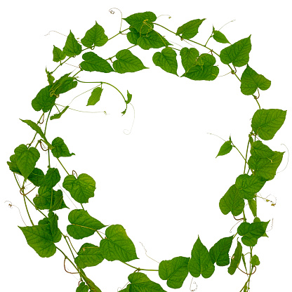 A round wreath made of a pretty leafed creeper plant with tendrils, isolated on white. Good frame and copy space.