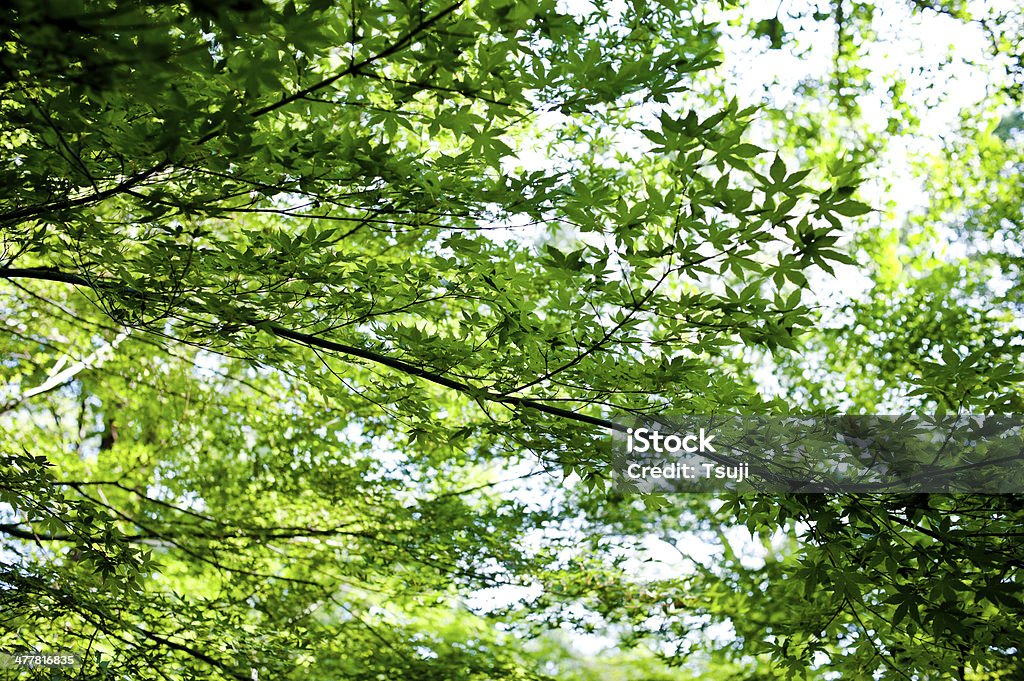 Зеленое дерево среды - Стоковые фото Абстрактный роялти-фри
