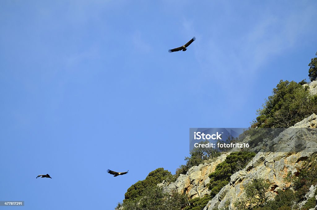 Greece Crete Stock Photo - Download Image Now - Animal Wildlife, Animals In  The Wild, Bird - iStock