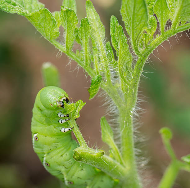 istock Tomato hornworm caterpillar eating plant 477817601