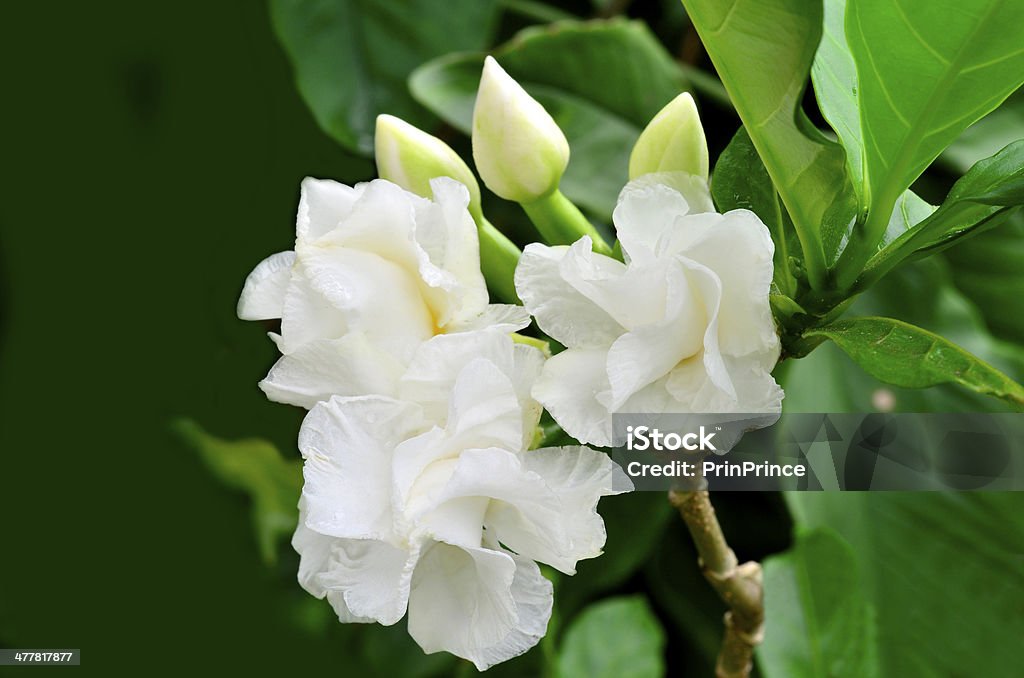 Branco Gardénia Flor De Jasmim Do Cabo Ou Jasminoides - Fotografias de  stock e mais imagens de Gardénia - iStock