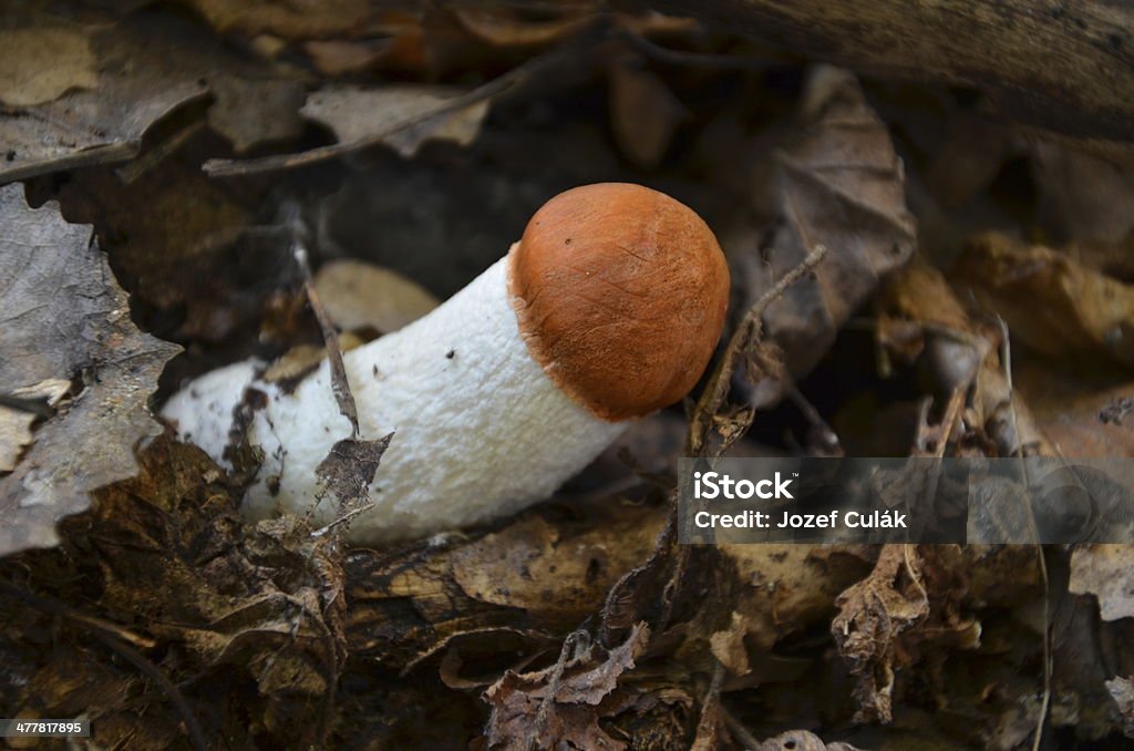 Macro fotografía de deliciosos tipo seta (Leccinum aurantiacum) - Foto de stock de Aire libre libre de derechos