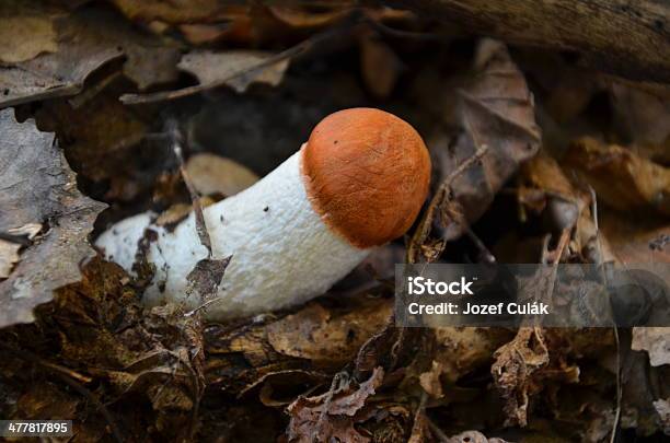 Макро Фотографии Вкусные Leccinum Mushroom Aurantiacum — стоковые фотографии и другие картинки Белый