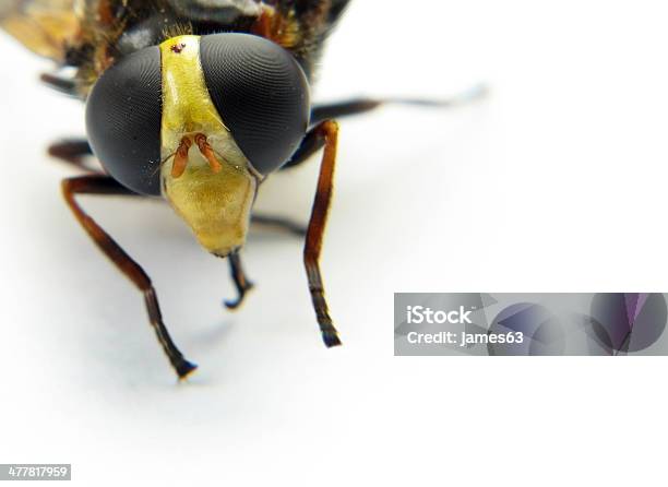 Macro The Head Of A Wasp White Background Stock Photo - Download Image Now - Allergy, Animal, Animal Nest