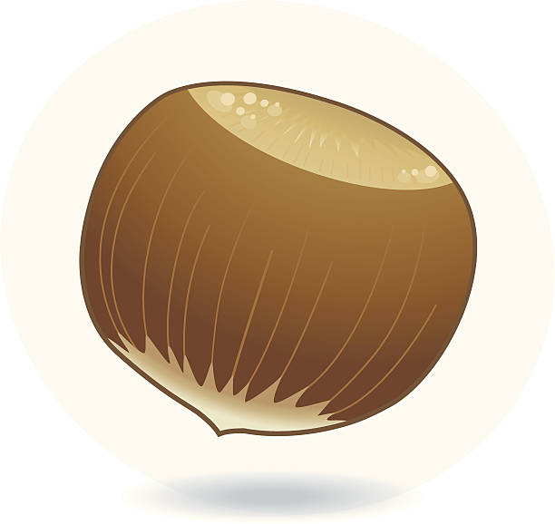 Hazelnut vector art illustration