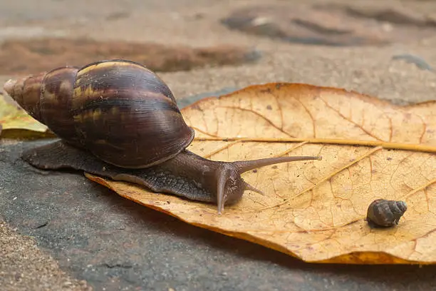 Along the Antainambalana River on the eastern coast outside the town of Maroansetra in the Antongil Bay, a Madagascar giant snail, larger than a golf ball, searches for food along on a leaf near a younger and smaller giant snail in the morning.