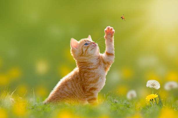 istock Young cat / kitten hunting a ladybug Back Lit 477819474