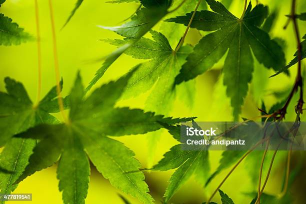 Backlit Maple Leaves Stock Photo - Download Image Now - Back Lit, Beauty In Nature, Botany