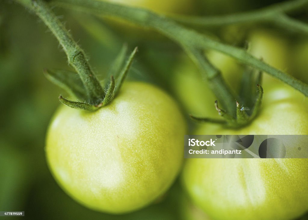 Tomate verde - Foto de stock de Aire libre libre de derechos
