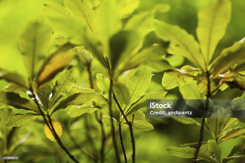 Soczyście zielone rośliny - Zbiór zdjęć royalty-free (Bez ludzi)