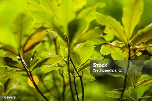 Soczyście Zielone Rośliny - zdjęcia stockowe i więcej obrazów Bez ludzi - Bez ludzi, Bliskie zbliżenie, Dzień