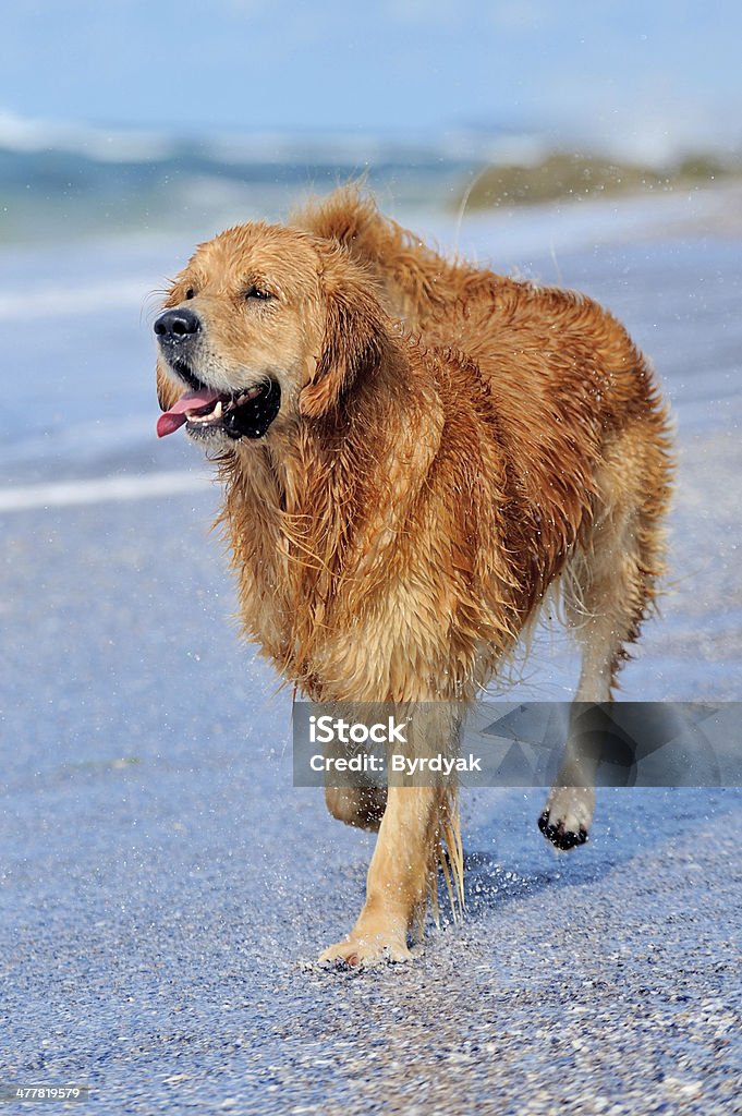 Cucciolo di golden retriever in esecuzione sulla spiaggia - Foto stock royalty-free di Acqua