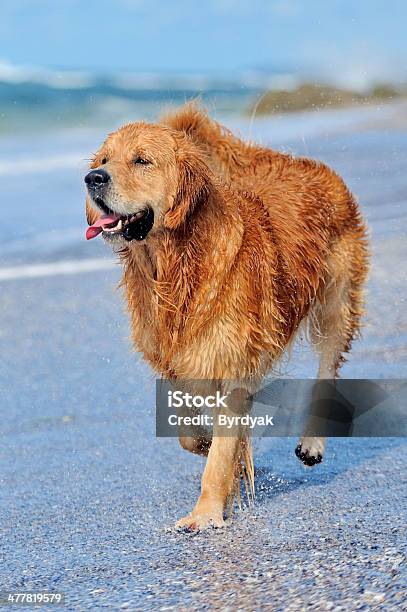 Cucciolo Di Golden Retriever In Esecuzione Sulla Spiaggia - Fotografie stock e altre immagini di Acqua