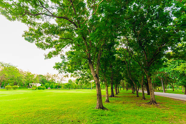 istock Green lawn with tree in city park, Beautiful 477819790
