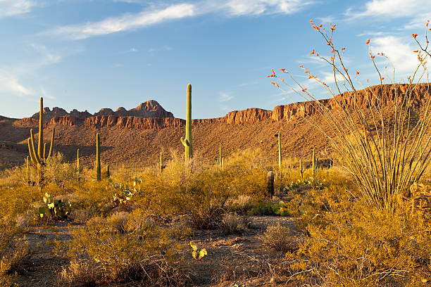 istock Evening light in Saguaro National Park 477820785