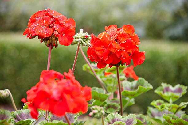 istock Red flowers in garden 477820787