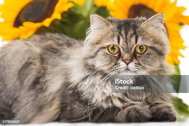 Perserkatze Liegen Mit Sonnenblumen Stockfoto und mehr Bilder von Blume - Blume, Braun, Domestizierte Tiere