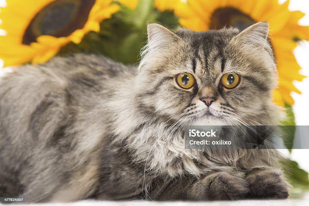 Chat persan allongé avec tournesols - Photo de Animaux de compagnie libre de droits