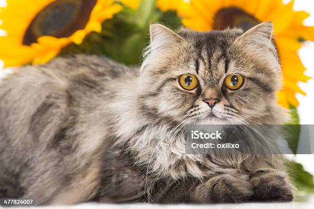 Persian Cat Lying With Sunflowers Stock Photo - Download Image Now - Animal, Animal Body Part, Animal Eye