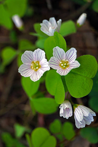 oxalis early spring first oxalis flowers and buds in early spring wood sorrel stock pictures, royalty-free photos & images